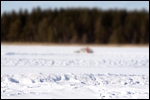 Talvine Kaisma suurjärv. Foto: Kaido Saul